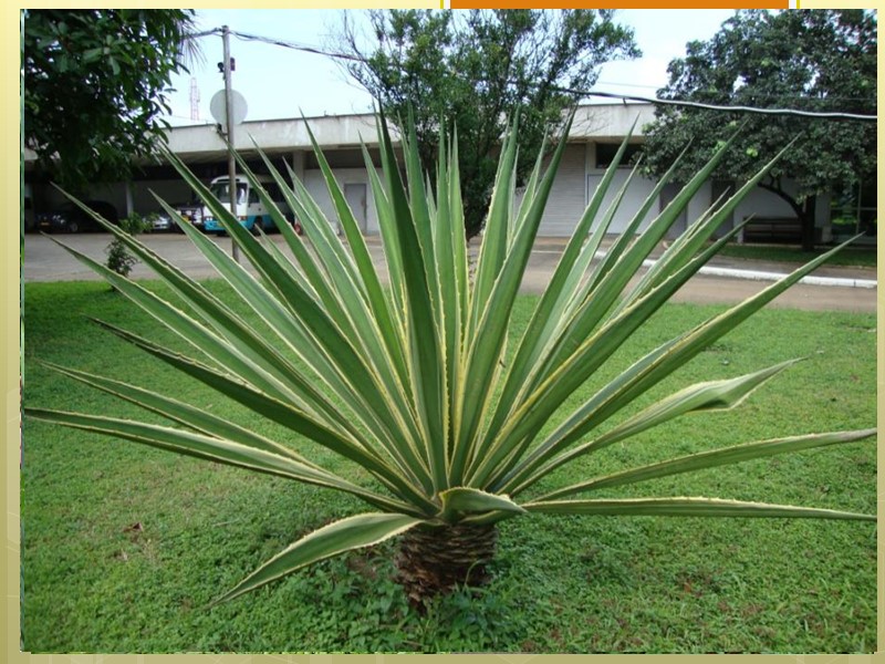 Африка. Загадочный материк для европейца. Поражает буйство красок, разнообразие природы. Жизнь во всех ее